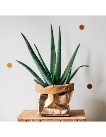 Rollo de papel vegano o - 50 x 100 cm